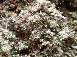 Attēlu rezultāti vaicājumam “Chaenotheca brachypoda”