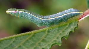 Attēlu rezultāti vaicājumam “Pterostoma palpina”
