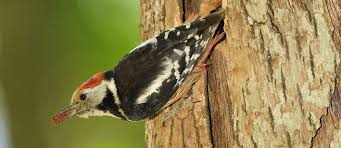 Attēlu rezultāti vaicājumam “Dendrocopos medius”