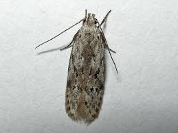 Attēlu rezultāti vaicājumam “Carpatolechia proximella”