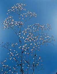 Attēlu rezultāti vaicājumam “Gypsophila paniculata”