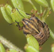 Attēlu rezultāti vaicājumam “Graphosoma lineatum nymph”