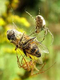 Attēlu rezultāti vaicājumam “Metellina segmentata”