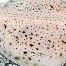 Image result for Leucoraja erinaceus