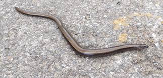 Attēlu rezultāti vaicājumam “Anguis fragilis adult”