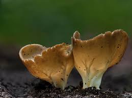 Attēlu rezultāti vaicājumam “Helvella acetabulum”