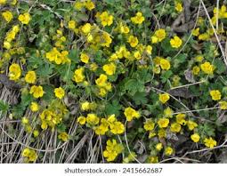 Attēlu rezultāti vaicājumam “Carex arenaria  flower”