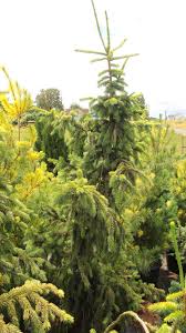 Attēlu rezultāti vaicājumam “Picea abies leaf”