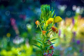 Attēlu rezultāti vaicājumam “Onagraceae”