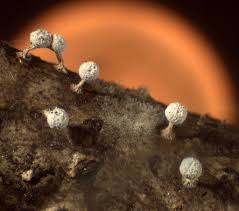 Attēlu rezultāti vaicājumam “Didymium squamulosum”