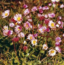 Attēlu rezultāti vaicājumam “Lobelia dortmanna flower”