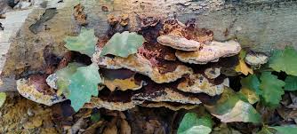 Attēlu rezultāti vaicājumam “Inonotus rheades”