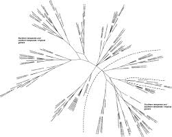 Attēlu rezultāti vaicājumam “Atrichum flavisetum sporophyte”
