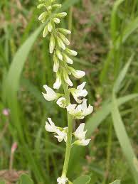 Attēlu rezultāti vaicājumam “Melilotus albus leaf”