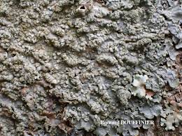 Attēlu rezultāti vaicājumam “Punctelia subrudecta”