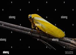 Attēlu rezultāti vaicājumam “Aphrophoridae imago”