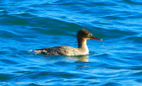 Attēlu rezultāti vaicājumam “Mergus serrator female”