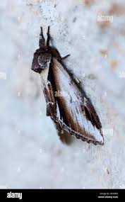 Attēlu rezultāti vaicājumam “Pheosia gnoma male”