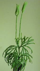 Attēlu rezultāti vaicājumam “Lycopodiaceae”