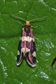 Attēlu rezultāti vaicājumam “Incurvaria praelatella”