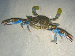 Image result for Callinectes sapidus