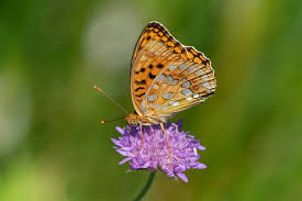 Attēlu rezultāti vaicājumam “Argynnis adippe male”