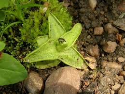 Attēlu rezultāti vaicājumam “Pinguicula vulgaris fruit”
