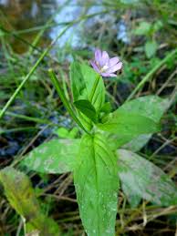 Attēlu rezultāti vaicājumam “Epilobium montanum”