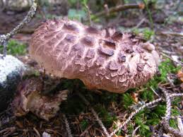 Attēlu rezultāti vaicājumam “Sarcodon imbricatum”