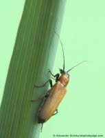 Attēlu rezultāti vaicājumam “Anogcodes melanurus”