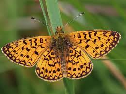 Attēlu rezultāti vaicājumam “Boloria eunomia underside”