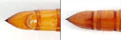 Attēlu rezultāti vaicājumam “Ectinus aterrimus”