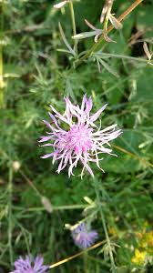 Attēlu rezultāti vaicājumam “Centaurea scabiosa”