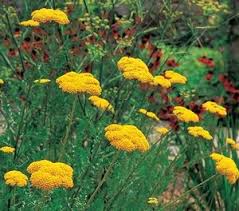 Image result for Achillea filipendulina