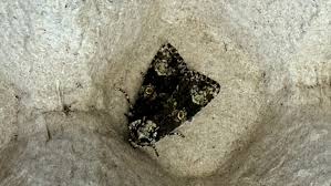 Attēlu rezultāti vaicājumam “Craniophora ligustri imago”