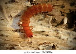 Attēlu rezultāti vaicājumam “Cucujus cinnaberinus larva”