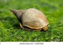 Attēlu rezultāti vaicājumam “Lymnaea stagnalis”