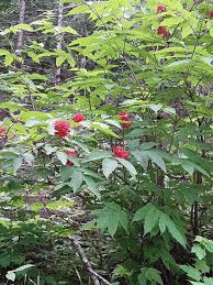 Attēlu rezultāti vaicājumam “Sambucus racemosa”