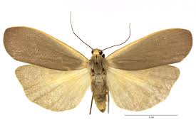 Attēlu rezultāti vaicājumam “Eilema griseola larva”