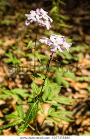 Attēlu rezultāti vaicājumam “Cardamine bulbifera”