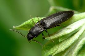 Attēlu rezultāti vaicājumam “Ectinus aterrimus”