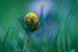 Attēlu rezultāti vaicājumam “Bellis perennis bud”