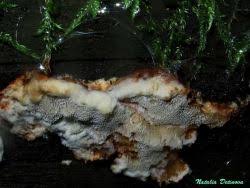 Attēlu rezultāti vaicājumam “Sarcoporia polyspora”