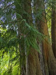 Attēlu rezultāti vaicājumam “Thuja plicata”