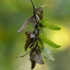 Attēlu rezultāti vaicājumam “Carpinus caroliniana male flower”