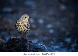 Attēlu rezultāti vaicājumam “Turdus viscivorus adult”