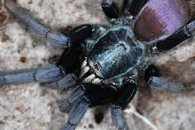 Attēlu rezultāti vaicājumam “Hamatocaulis lapponicus”