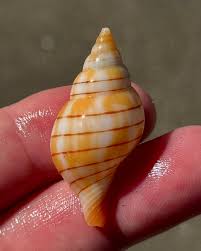 Image result for Cinctura hunteria