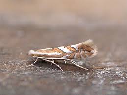 Attēlu rezultāti vaicājumam “Phyllonorycter sp.”