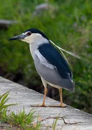 Image result for Nycticorax nycticorax